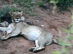 lions gomo gomo IMG_5053.jpg